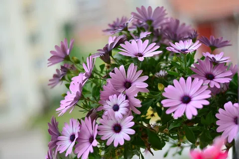 紫花 紫花