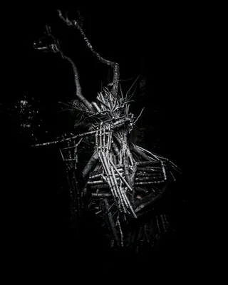 黑色浮木插画，黑色背景，无人，特写，工作室拍摄，自然，室内，动物