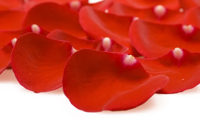 con2011，花，新鲜，礼物，隔离，踏板，花瓣，照片