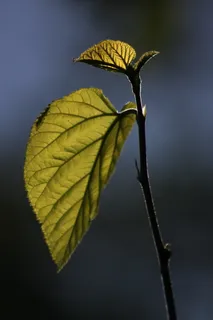 叶子,逆光,树枝,自然,绿色,桑树,植物部分,叶子 叶子,逆光,树枝,自然,绿色,桑树,植物部分,叶子