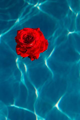 在一个温暖的夏日，一座游泳池的碧水上升起了一座清新的花园