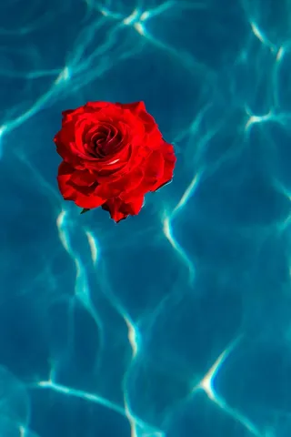 在一个温暖的夏日，一座游泳池的碧水上升起了一座清新的花园