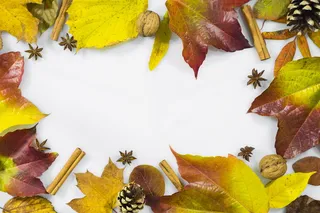 圣诞节，降临节，维那奇里奇，秋天，树叶，肉桂，肉桂棒，茴香