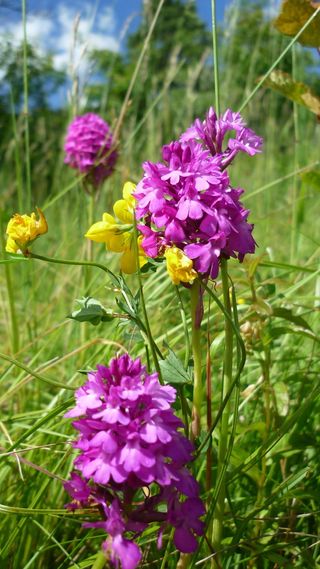 pyramidenwurz，德国兰花，鲜红色，花，很少，山腰，保护，开花植物