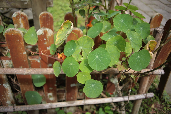 植物、叶子、栅栏、食物、面包、花、花、常春藤