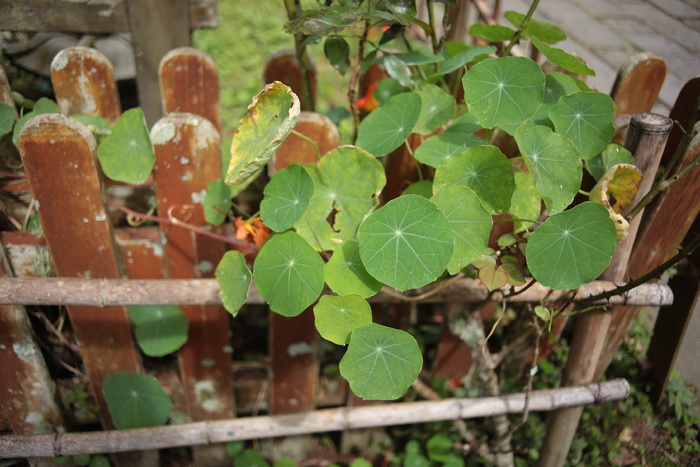 植物、叶子、栅栏、食物、面包、花、花、常春藤