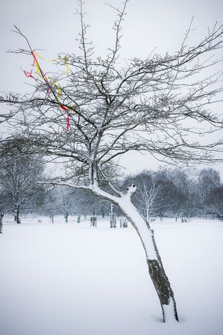 英格兰，里士满公园，雪，丝带，树，冬天，寒冷的温度，植物