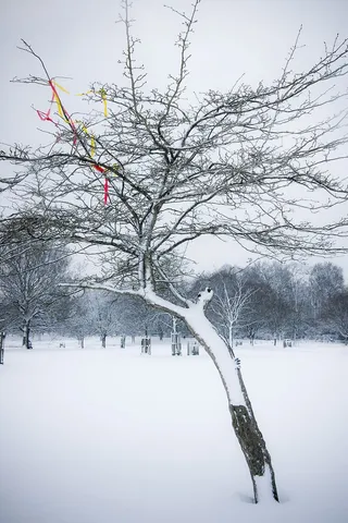 英格兰，里士满公园，雪，丝带，树，冬天，寒冷的温度，植物
