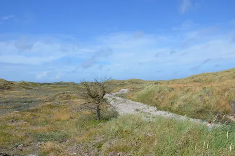 丹麦、西日德兰、husby klitplantage、沙丘、度假、夏季、北海、景观