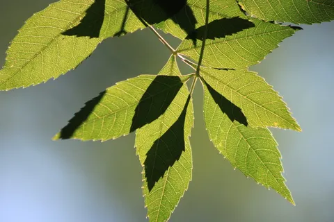 叶子,反向,光,树枝,树,反向光,绿色,自然 叶子,反向,光,树枝,树,反向光,绿色,自然