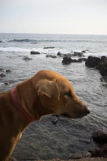 斯里兰卡，顿德拉，顿德拉角，平静，狗，冥想，海洋，波浪