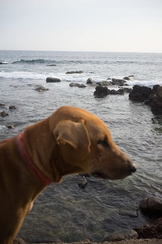 斯里兰卡，顿德拉，顿德拉角，平静，狗，冥想，海洋，波浪