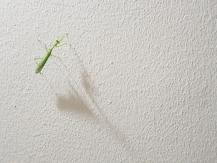 昆虫，动物，无脊椎动物，蟋蟀昆虫，南非，开普敦，质地，墙壁