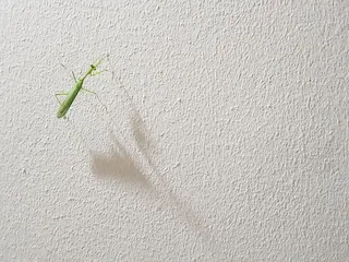 昆虫，动物，无脊椎动物，蟋蟀昆虫，南非，开普敦，质地，墙壁