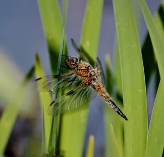 蜻蜓，在池塘，fluegeltier，飞行，动物野生动物，野生动物，动物主题，动物