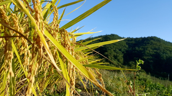 绿色、棕色、小麦、for、丰收、感恩节、稻穗、mungyeong