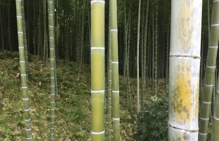 竹子、树木、森林、亚洲、绿色、树木、环境、旅游