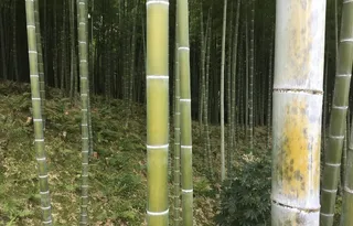 竹子、树木、森林、亚洲、绿色、树木、环境、旅游