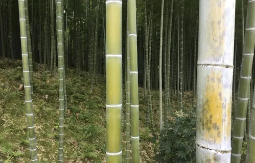竹子、树木、森林、亚洲、绿色、树木、环境、旅游 竹子、树木、森林、亚洲、绿色、树木、环境、旅游