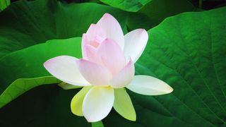 粉色和白色莲花，特写，摄影，花朵，池塘，水生植物，莲花，植物