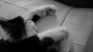 黑白、动物、猫、哺乳动物、家养、动物主题、宠物、家养动物