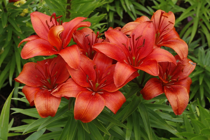 花，百合花，开花，开花，自然，植物，夏天，花园