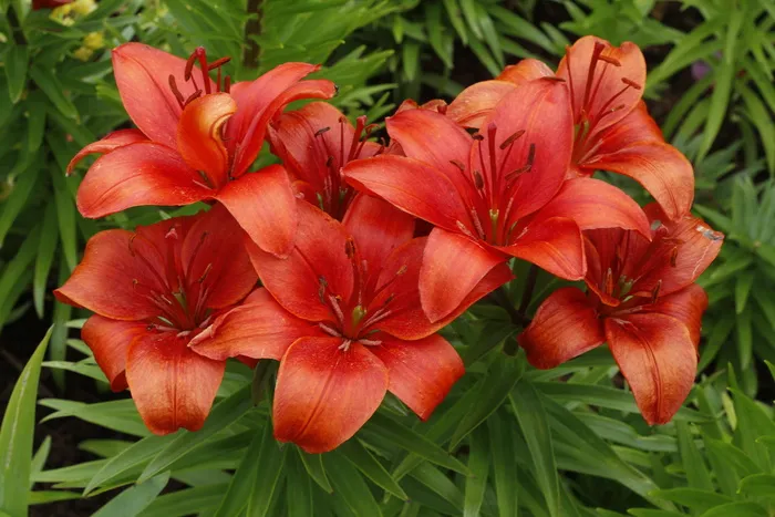 花，百合花，开花，开花，自然，植物，夏天，花园