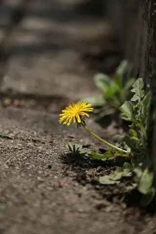 自然，草，干草地，花，户外，植物，野花，花卉
