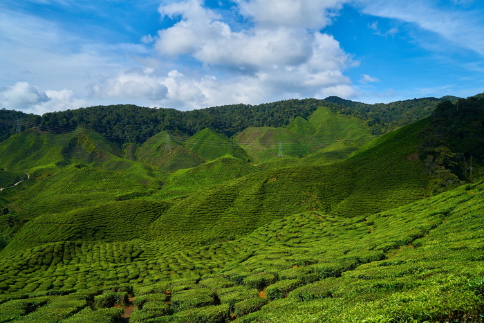 风景摄影，山谷，茶，田野，绿色，美丽，茶园，马来西亚