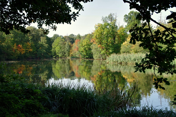 池塘、森林、公园、kopice、opole、水、倒影、树