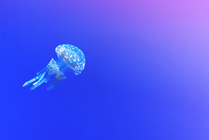 海，水，蓝色，海洋，水族馆，水生，生物，深
