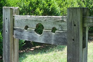 米色，木质，支架，绿色，叶面，树木，日间，柱状