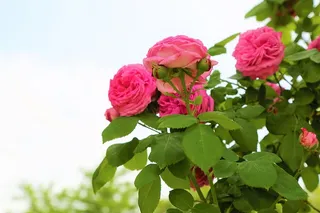 玫瑰，春天，大自然，树木，树枝，花朵，粉色，花园