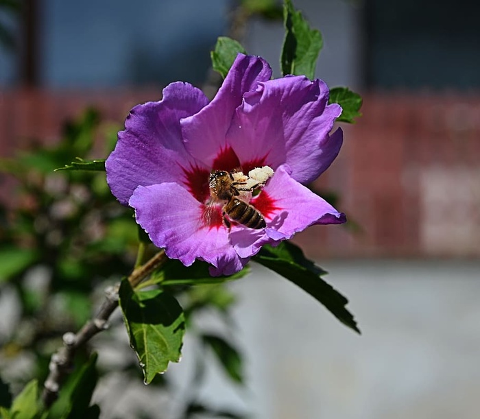 自然，花，动物，昆虫，蜜蜂，植物，花瓣，特写