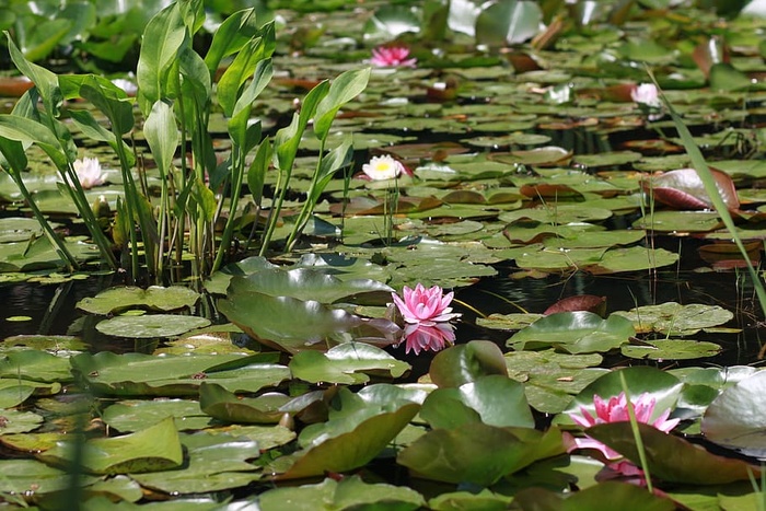 花，植物，百合，叶子，莲花，佛教，池塘，池塘花