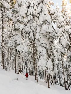 白雪覆盖的树木