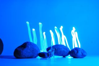 石头、鱼、藻类、蓝色、摄影棚拍摄、彩色背景、无人、室内