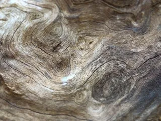 美国，巴格利，维亚辛州立公园，树木，木材，螺纹，木纹，背景