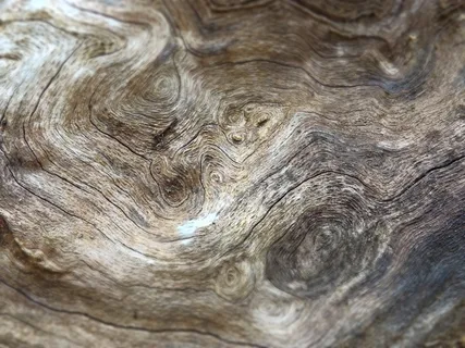 美国,巴格利,维亚辛州立公园,树木,木材,螺纹,木纹,背景 美国,巴格利,维亚辛州立公园,树木,木材,螺纹,木纹,背景