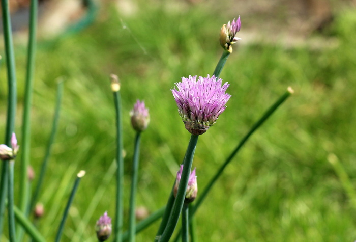 蒜葱、多年生植物、花园、春季、五月、植物、花卉、自然