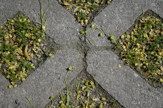 草、砖、蜱、高角度视图、植物、天、生长、没有人