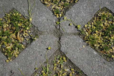 草、砖、蜱、高角度视图、植物、天、生长、没有人 草、砖、蜱、高角度视图、植物、天、生长、没有人