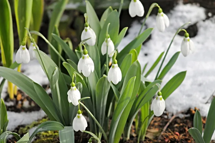 白色，雪花莲，白天，雪花莲，雪，寒冷，春天，春天的迹象