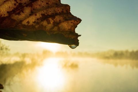 日出、沼地、自然、雾、沼泽、景观、沼地、湿地