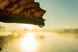 日出、沼地、自然、雾、沼泽、景观、沼地、湿地