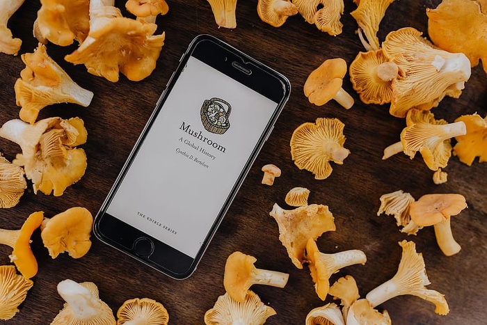 在树林里采蘑菇