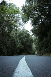 树木环绕的沥青路