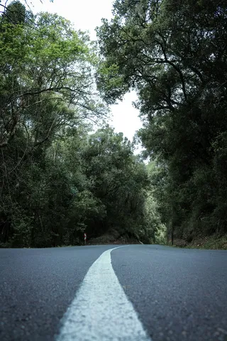 树木环绕的沥青路