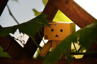 丹波，篱笆，树叶，树叶，绿色，植物，自然，棕色