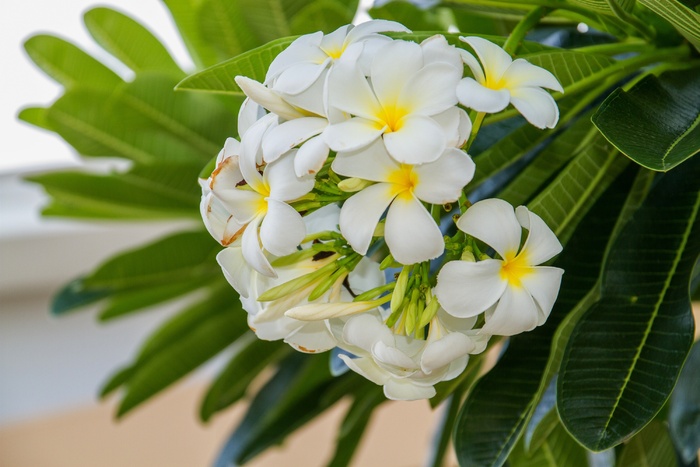 花，弗兰基帕尼花，弗兰基帕尼，白花，花朵，更多信息，花，开花植物